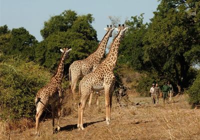 walking with Giraffe
